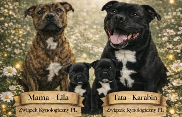 Staffordshire Bull Terrier, Stafik, Staffik 8