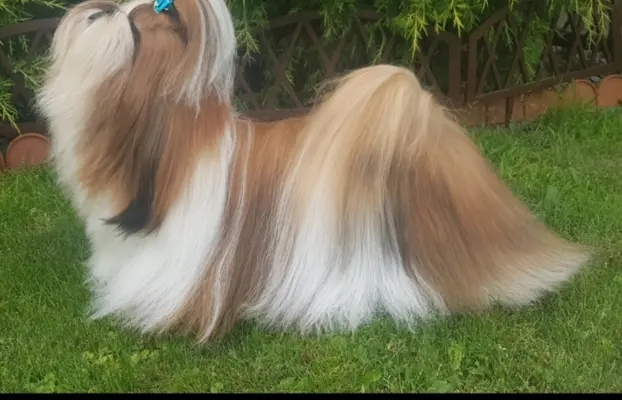 Piesek Shih Tzu 4