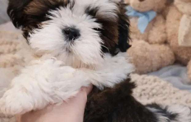 Piesek Shih Tzu 3
