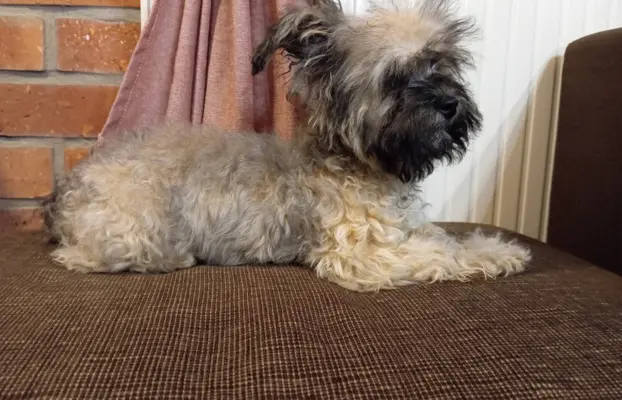 Oferuję do sprzedaży Sunię rasy Rosyjska Bolonka Kolorowa 10