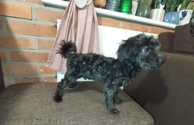 Irokez piesek rasy Rosyjska Bolonka Kolorowa 1