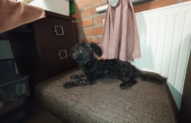 Irokez piesek rasy Rosyjska Bolonka Kolorowa 3