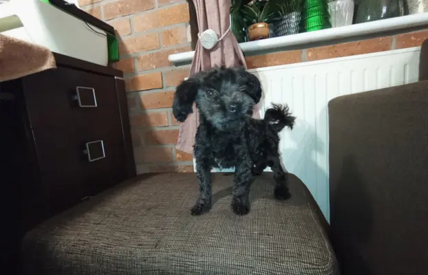 Irokez piesek rasy Rosyjska Bolonka Kolorowa 4