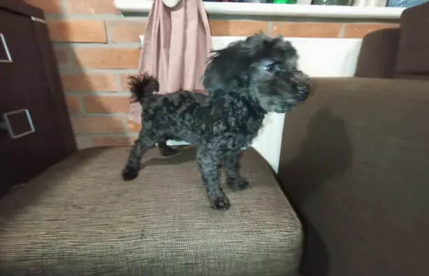 Irokez piesek rasy Rosyjska Bolonka Kolorowa 5