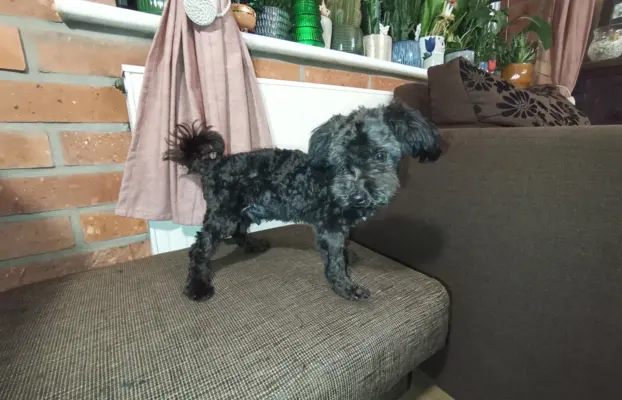 Irokez piesek rasy Rosyjska Bolonka Kolorowa 6