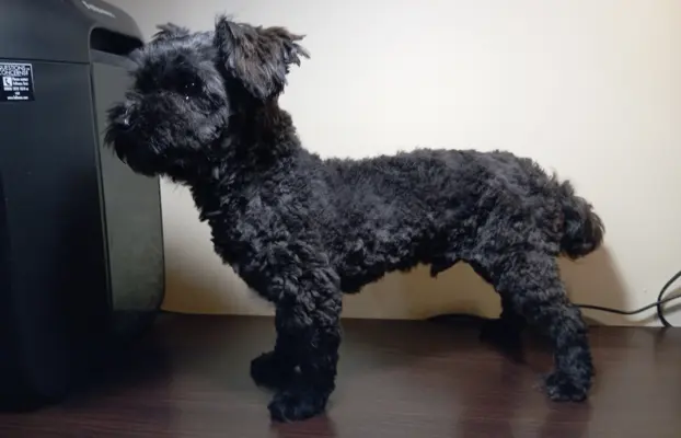 Ice Man piesek rasy Rosyjska Bolonka Kolorowa 1