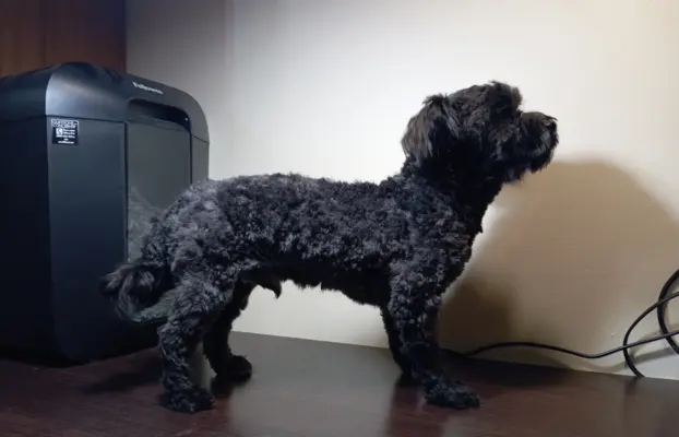 Ice Man piesek rasy Rosyjska Bolonka Kolorowa 2