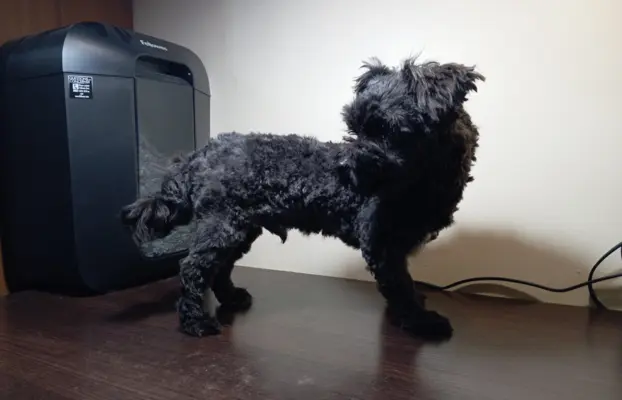 Ice Man piesek rasy Rosyjska Bolonka Kolorowa 4