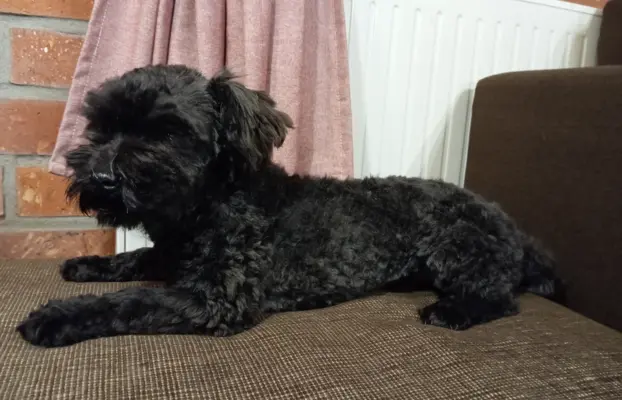 Ice Man piesek rasy Rosyjska Bolonka Kolorowa 6