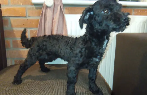 Husar piesek rasy Rosyjska Bolonka Kolorowa 1