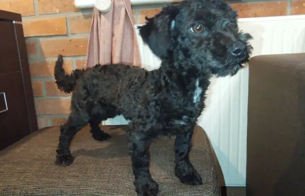 Husar piesek rasy Rosyjska Bolonka Kolorowa 2