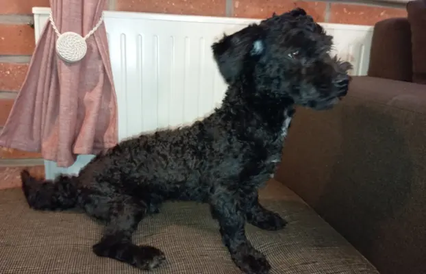 Husar piesek rasy Rosyjska Bolonka Kolorowa 3