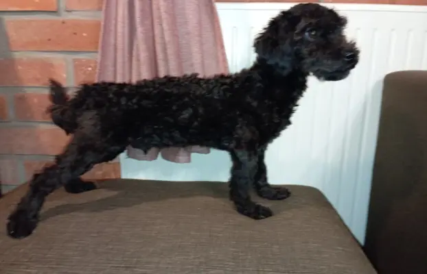 Hetman piesek rasy Rosyjska Bolonka Kolorowa 1