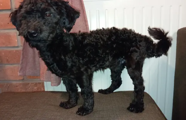 Hetman piesek rasy Rosyjska Bolonka Kolorowa 2