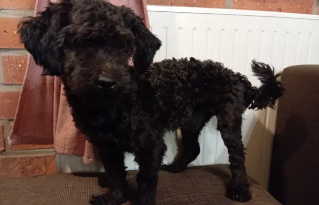 Hetman piesek rasy Rosyjska Bolonka Kolorowa 4