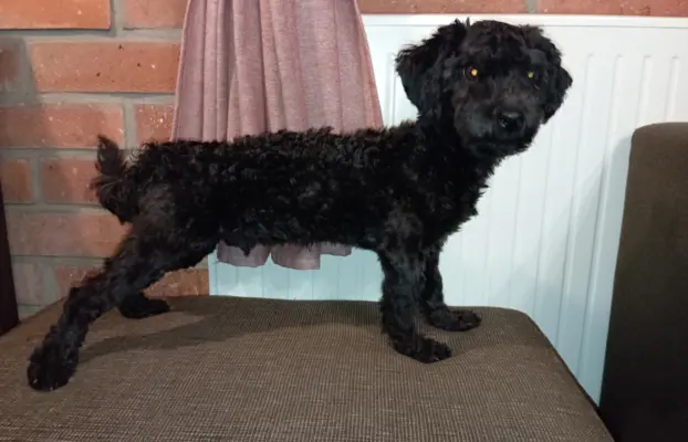 Hetman piesek rasy Rosyjska Bolonka Kolorowa 5