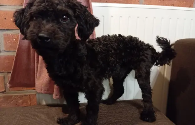 Hetman piesek rasy Rosyjska Bolonka Kolorowa 6