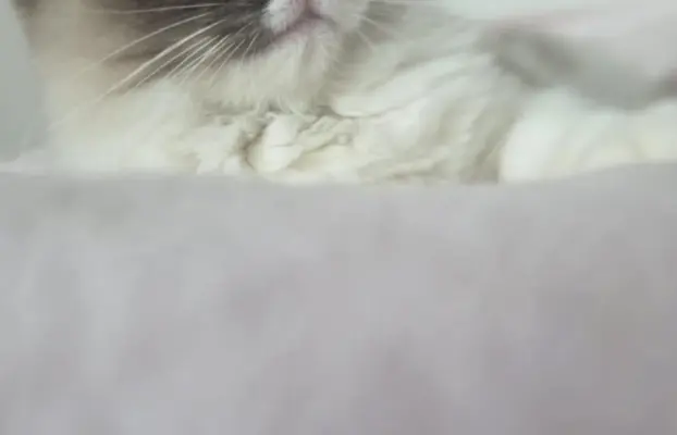 Ragdoll kocurek bicolour 1