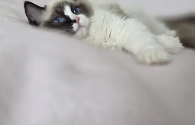 Ragdoll kocurek bicolour 2
