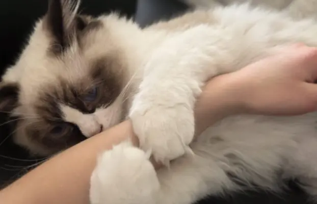 Ragdoll kocurek bicolour 3