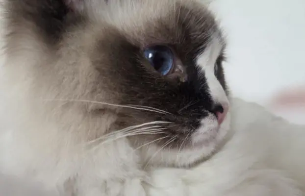 Ragdoll kocurek bicolour 4