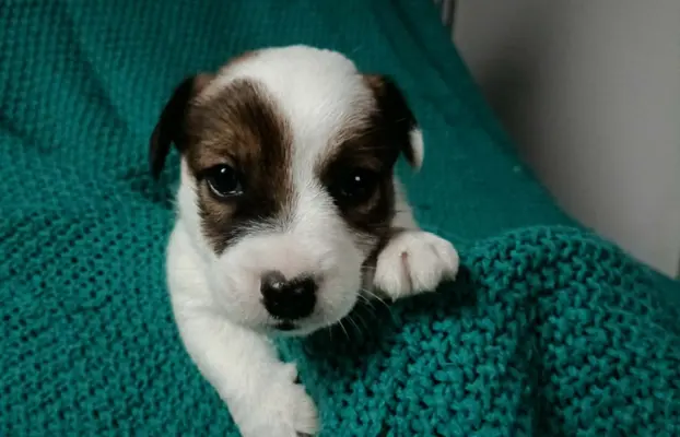 Wzorcowe Jack Russell terrier piękny exterrier gładkie 2