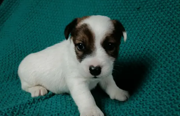 Wzorcowe Jack Russell terrier piękny exterrier gładkie 1