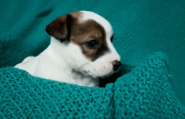 Wzorcowe Jack Russell terrier piękny exterrier gładkie 3