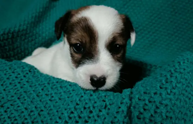 Wzorcowe Jack Russell terrier piękny exterrier gładkie 5