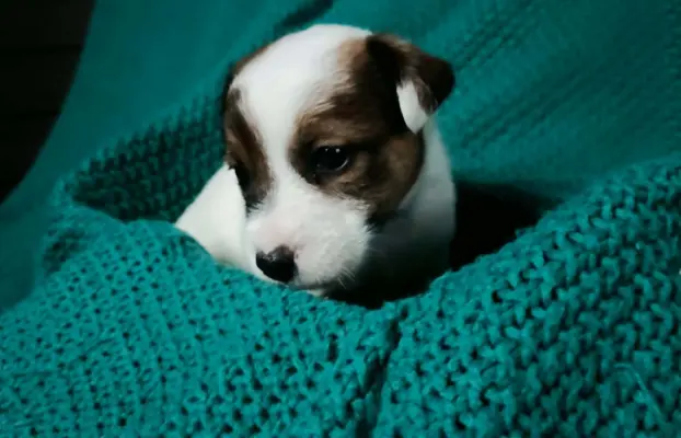 Wzorcowe Jack Russell terrier piękny exterrier gładkie 6