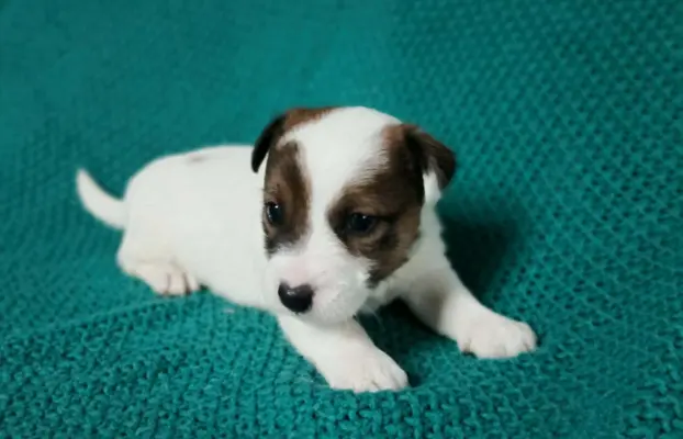 Wzorcowe Jack Russell terrier piękny exterrier gładkie 7