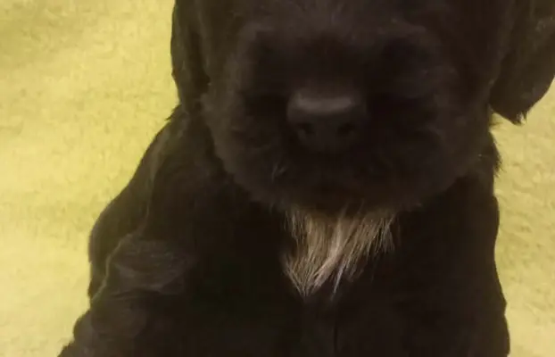 Cocker spaniel angielski 5