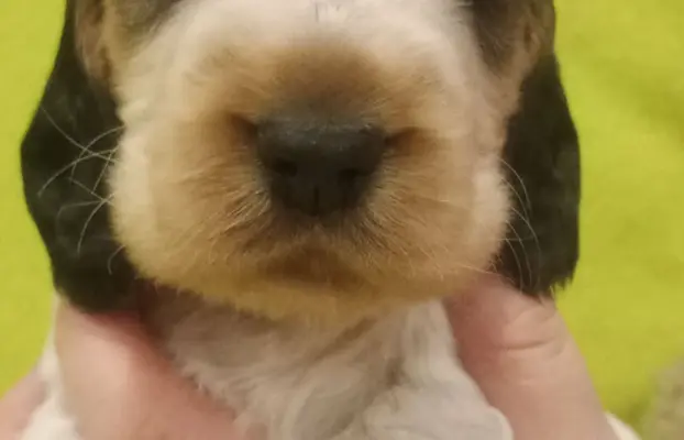 Cocker spaniel angielski 2