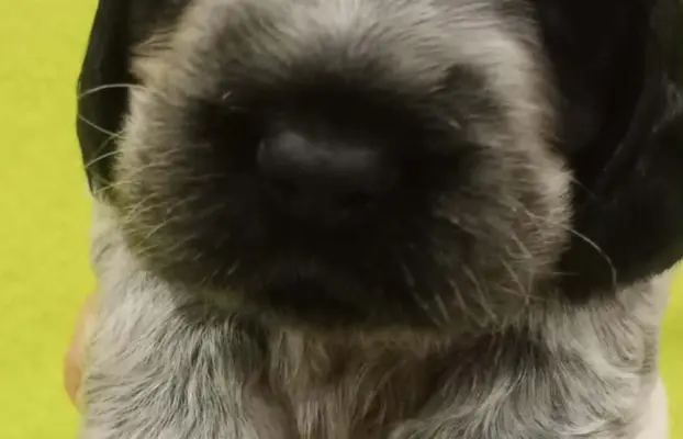 Cocker spaniel angielski 1