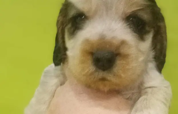 Cocker spaniel angielski 4