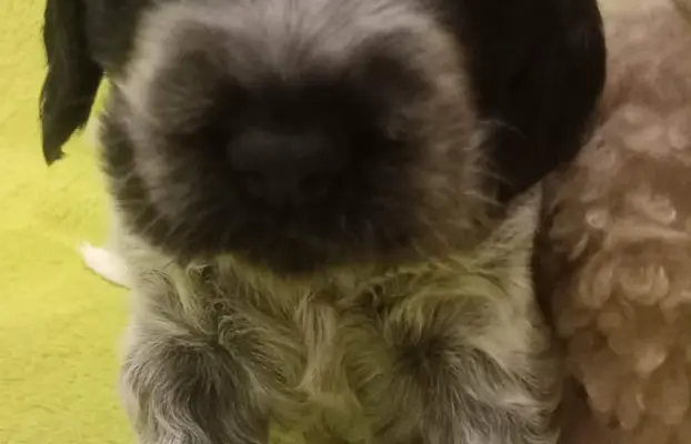 Cocker spaniel angielski 3