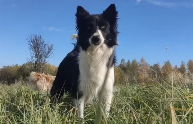 Rasowa suczka BORDER COLLIE z Hodowli, z pełną dok. Rodzice 6