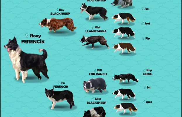 Rasowa suczka BORDER COLLIE z Hodowli, z pełną dok. Rodzice 7