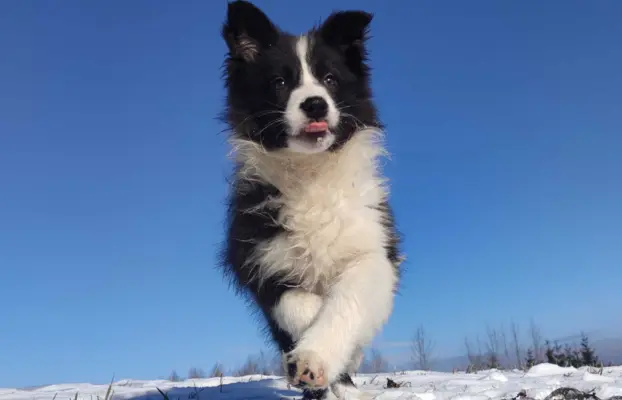 Rasowa suczka BORDER COLLIE z Hodowli, z pełną dok. Rodzice 2