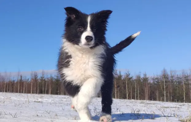 Rasowa suczka BORDER COLLIE z Hodowli, z pełną dok. Rodzice 1