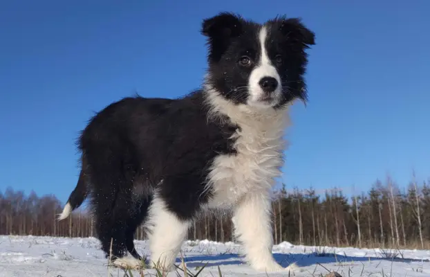 Rasowa suczka BORDER COLLIE z Hodowli, z pełną dok. Rodzice 3