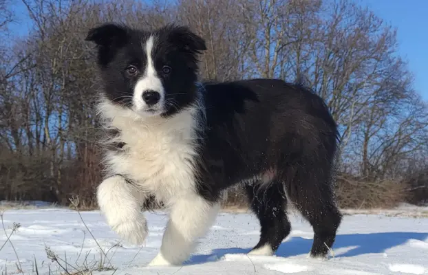 Rasowa suczka BORDER COLLIE z Hodowli, z pełną dok. Rodzice 4