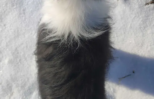 Rasowa suczka BORDER COLLIE z Hodowli, z pełną dok. Rodzice 5