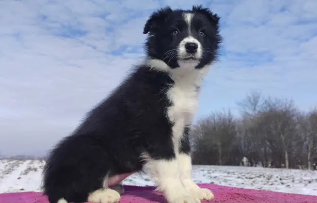 Suczka Border Collie z pełną dok. Rasowa z Hodowli 1