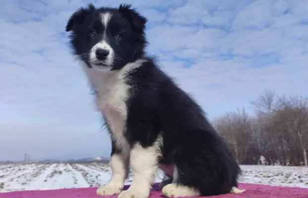 Suczka Border Collie z pełną dok. Rasowa z Hodowli 2