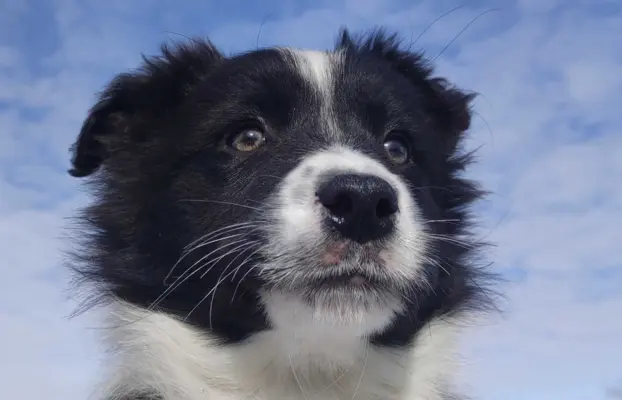 Suczka Border Collie z pełną dok. Rasowa z Hodowli 3