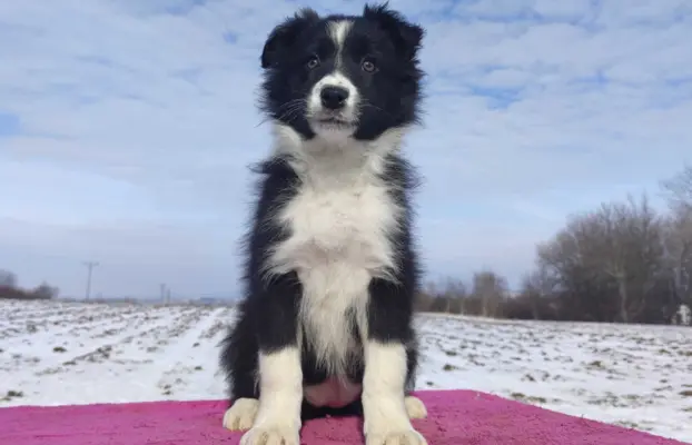 Suczka Border Collie z pełną dok. Rasowa z Hodowli 4