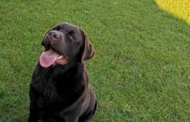 Śliczne suczki Labrador retriever. Rodzice FCI i SWKiPR 8