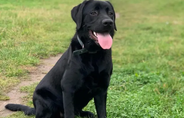 Śliczne suczki Labrador retriever. Rodzice FCI i SWKiPR 7