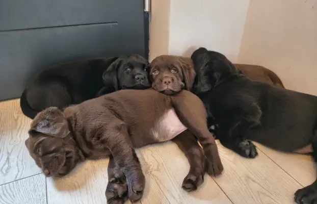 Śliczne suczki Labrador retriever. Rodzice FCI i SWKiPR 3